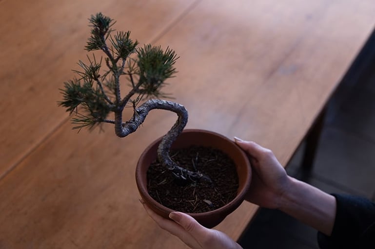 江戸川「春花園BONSAI美術館」生き物としての盆栽と向き合う、はじめての盆栽づくり −入門編−