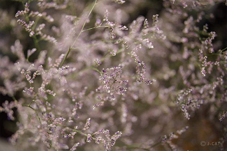 花のアトリエでアートスイーツづくり −大阪・和なは