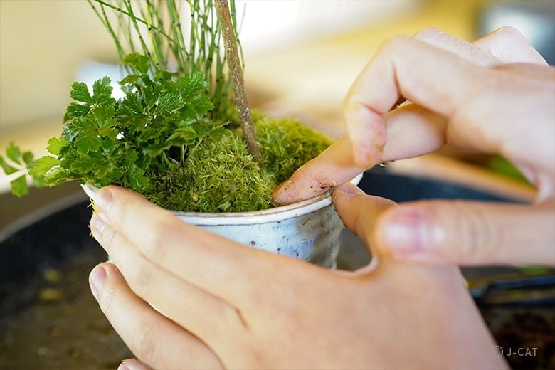 名古屋「文化のみち橦木館」文化財指定の茶室で盆栽づくり