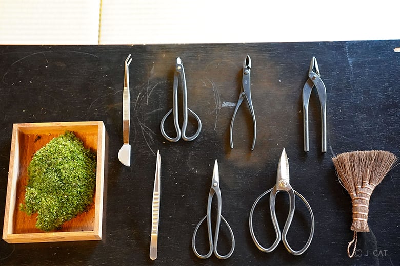 名古屋「文化のみち橦木館」文化財指定の茶室で盆栽作りと植苔体験