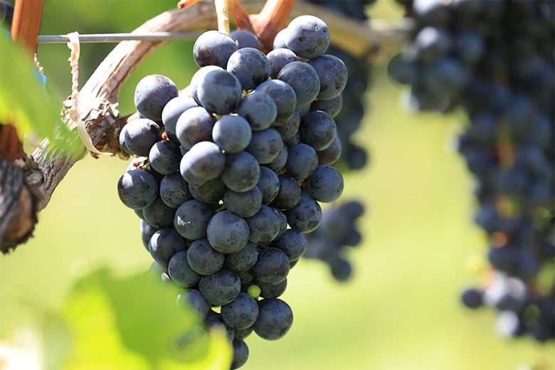 勝沼「シャトー・メルシャン」特別室で最高峰ワインを愉しむプレミアム