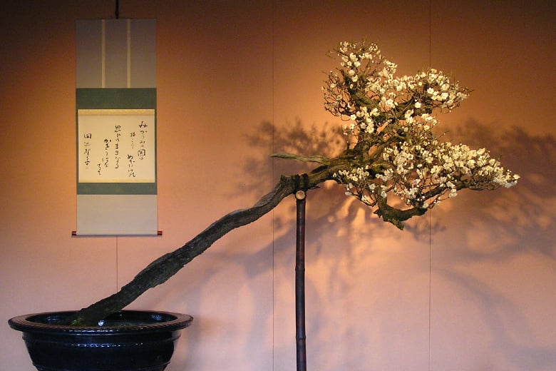 期間限定】長浜盆梅展の案内付き鑑賞＆遠州流茶道教授者に学ぶ武家茶道