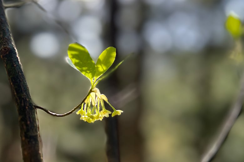 植物療法士に学ぶハーブの力で心身を整える知恵 和精油ブレンド体験