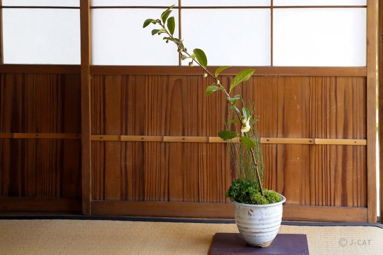 名古屋「文化のみち橦木館」文化財指定の茶室で盆栽作りと植苔体験